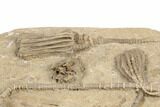Four Detailed Fossil Crinoids - Crawfordsville, Indiana #188690-6